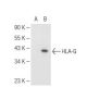 HLA-G Antibody (6D463) - Western Blotting - Image 82429