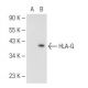 HLA-G Antibody (MEM-G/2) - Western Blotting - Image 82427