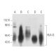 HLA-G Antibody (MEM-G/9) - Western Blotting - Image 12749