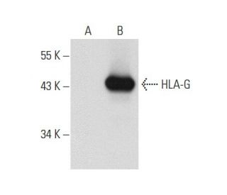 HLA-G (4H84): sc-21799. Western blot analysis of HLA-G expression in... 