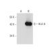 HLA-G (4H84): sc-21799. Western blot analysis of HLA-G expression in... 