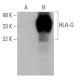 HLA-G (4H84) HRP: sc-21799 HRP. Direct western blot analysis of...