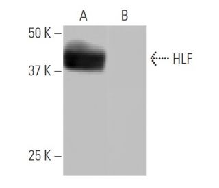 HLF Antibody (4D8) - Western Blotting - Image 64964 