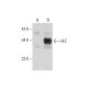 HLF Antibody (4D8) - Western Blotting - Image 129386