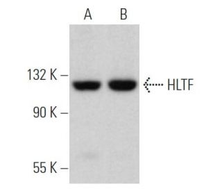 HLTF Antibody (G-6) - Western Blotting - Image 366388 