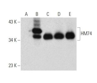 HM74 Antibody (D-8) - Western Blotting - Image 320930 