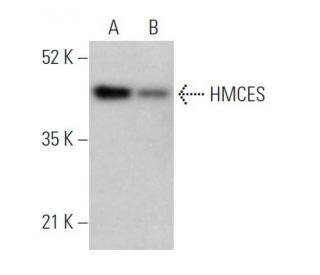 HMCES Antibody (B-2) - Western Blotting - Image 374339 
