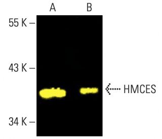 HMCES Antibody (B-2) - Western Blotting - Image 402231