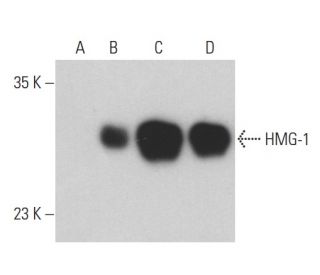 HMG-1/HMGB1 Antibody (B-5) - Western Blotting - Image 401021 