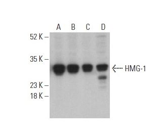 HMG-1/HMGB1 Antibody (D-3) - Western Blotting - Image 400946 