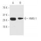 HMG-1/HMGB1 Antibody (J2E1) - Western Blotting - Image 62770