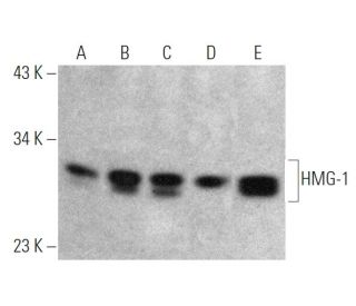 western blotting image from recommended HMG-1/HMGB1 (HAP46.5) monoclonal antibody replacement. Image 368033