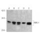 western blotting image from recommended HMG-1/HMGB1 (HAP46.5) monoclonal antibody replacement. Image 368033
