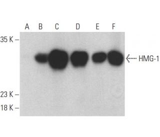 HMG-1/HMGB1 Antibody (D-3) - Western Blotting - Image 401025