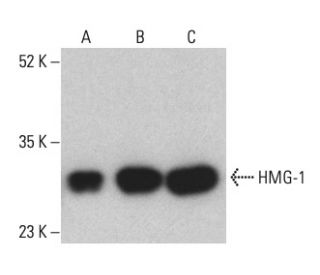 HMG-1/HMGB1 Antibody (D-3) - Western Blotting - Image 401195