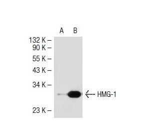 HMG-1 (W-18): sc-74085. Western blot analysis of HMG-1 expression in... 