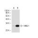 HMG-1 (W-18): sc-74085. Western blot analysis of HMG-1 expression in... 