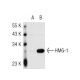 HMG-1 (HAP46.5): sc-56698. Western blot analysis of HMG-1 expression in...