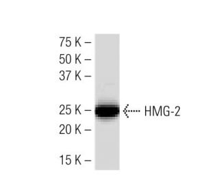 HMG-2/HMGB2 Antibody (68.32) - Western Blotting - Image 34434 