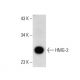 HMG-2/HMGB2 Antibody (D-3) - Western Blotting - Image 135766