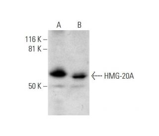 HMG-20A Antibody (D-5) - Western Blotting - Image 291950 