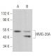 HMG-20A Antibody (D-5) - Western Blotting - Image 379417