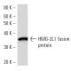 HMG-2L1 Antibody (2420C1a) - Western Blotting - Image 16674