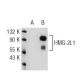 HMG-2L1 Antibody (2420C1a) - Western Blotting - Image 47668 