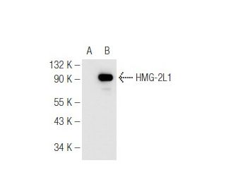 HMG-2L1 Antibody (2420C1a) - Western Blotting - Image 65446 