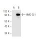 HMG-2L1 Antibody (2420C1a) - Western Blotting - Image 65446 