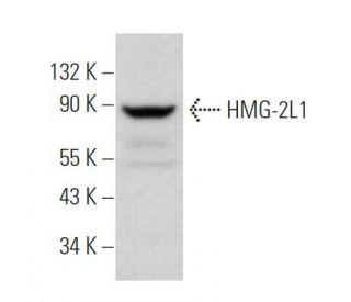 HMG-2L1 Antibody (D-1) - Western Blotting - Image 373430 