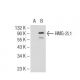HMG-2L1 Antibody (F-10) - Western Blotting - Image 109131 