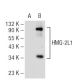 HMG-2L1 Antibody (F-10) - Western Blotting - Image 109133