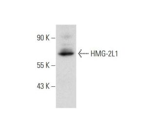 HMG-2L1 Antibody (F-10) - Western Blotting - Image 318553 