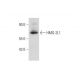 HMG-2L1 Antibody (F-10) - Western Blotting - Image 318553 