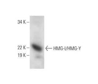 HMG-I/HMG-Y Antibody (D-12) - Western Blotting - Image 294383