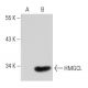 HMGCL Antibody (63Z) - Western Blotting - Image 20111