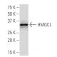 HMGCL Antibody (63Z) - Western Blotting - Image 33922 