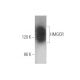 western blotting image from recommended HMGCR (C-1) monoclonal antibody replacement. Image 349956
