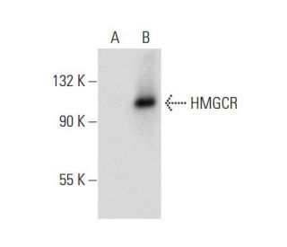 HMGCR (C-1): sc-271595. Western blot analysis of HMGCR expression in... 