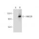 HMGCR (C-1): sc-271595. Western blot analysis of HMGCR expression in... 