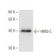 HMGI-C Antibody (2421C6a) - Western Blotting - Image 67285 