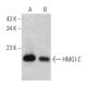 HMGI-C Antibody (2421C6a) - Western Blotting - Image 366641