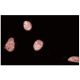 HNF-1α Antibody (2) - Immunofluorescence - Image 60522 