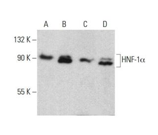 Anti Hnf 1a Antibody 2 Scbt Santa Cruz Biotechnology