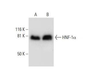 HNF-1&alpha; Antibody (B-3) - Western Blotting - Image 297056 