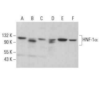 western blotting image from recommended HNF-1&alpha; (F-7) monoclonal antibody replacement. Image 380689