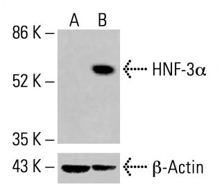 HNF-3&alpha; Antibody (A-3) - Western Blotting - Image 415703 