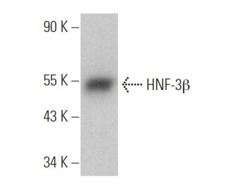 HNF-3β Antibody (H-4) - Western Blotting - Image 360829