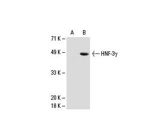 HNF-3&gamma; Antibody (A-2) - Western Blotting - Image 20883 